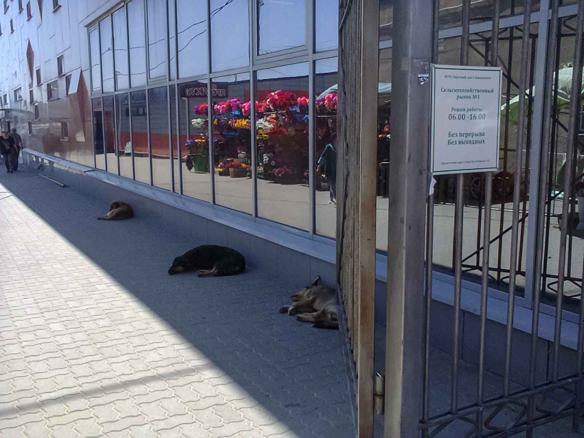 В Волгоградской области могут начать уничтожать бродячих собак 