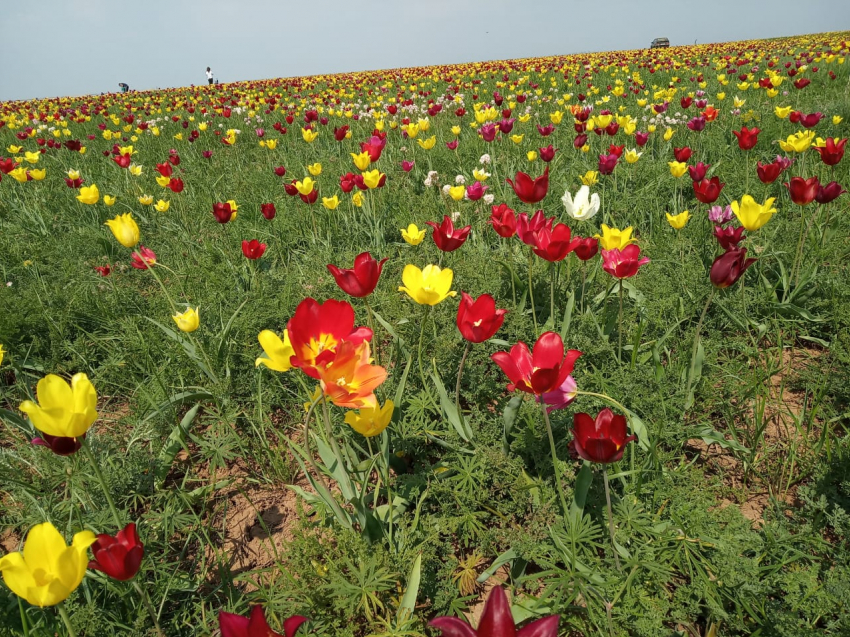 В Волгоградской области объявили акцию по защите первоцветов