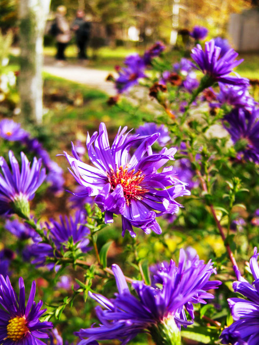 В Камышине выглянет солнце в первый день ноября, но разыграется магнитная буря