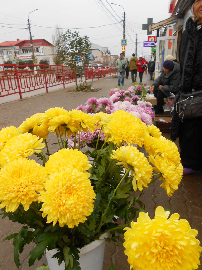 Аллеей хризантем стала в эти дни часть улицы Пролетарской вдоль центрального рынка