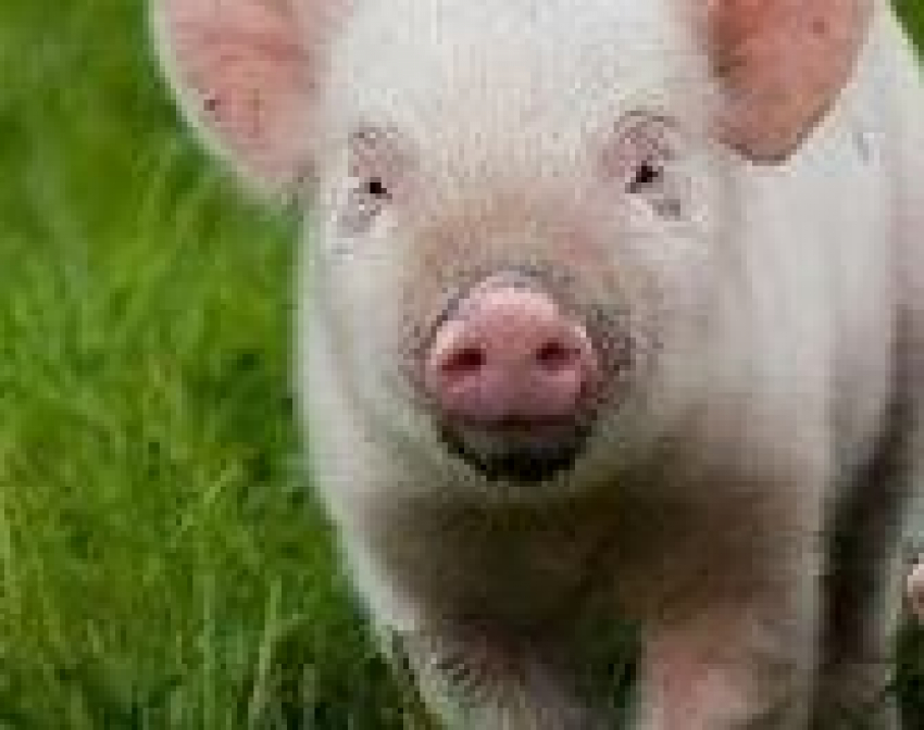 В Волгоградской области свинья чуть не съела хозяйку