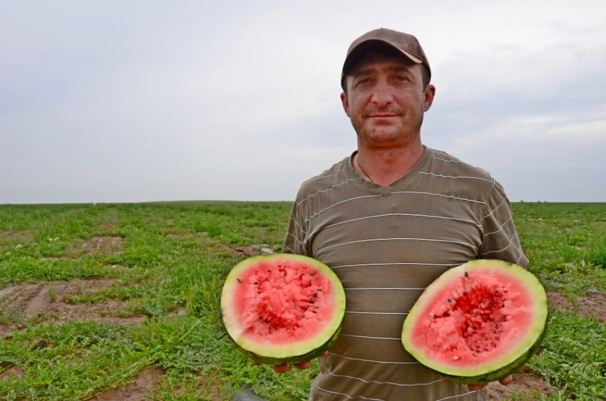 Камышинские бахчеводы качество ранней полосатой ягоды гарантируют