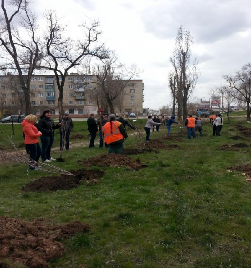 В камышинском парке у моста все сажают деревья, а они все сохнут