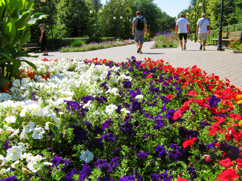 "Рощу» гортензий высадили в Камышине в парке Текстильщиков, всего на клумбах двух парков разместят к лету 5000 корней цветов!