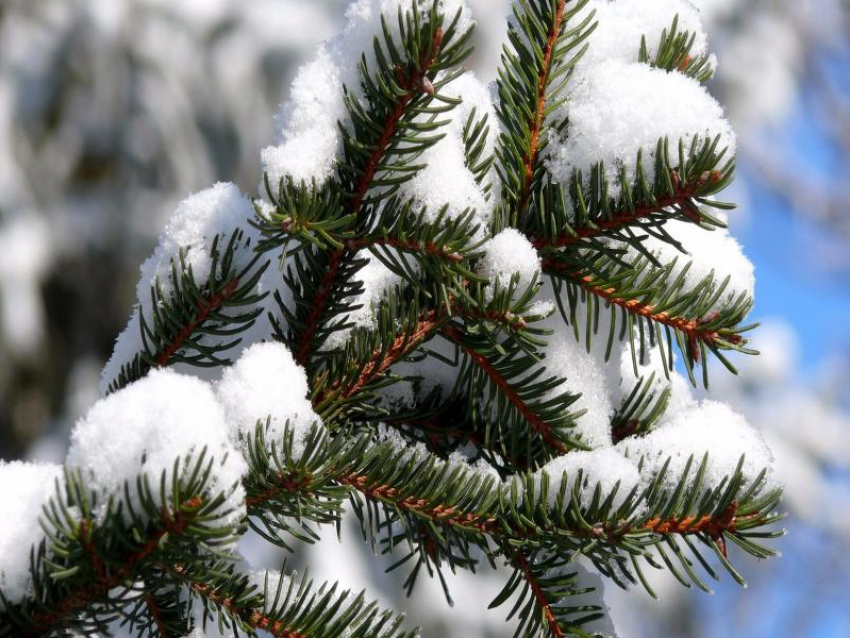 Синоптики обещают, что к Новому году зима вернется в Камышин 