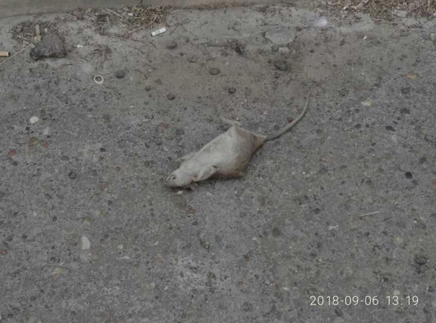 Камышан шокирует дохлая упитанная крыса, лежащая посреди улицы Ленина