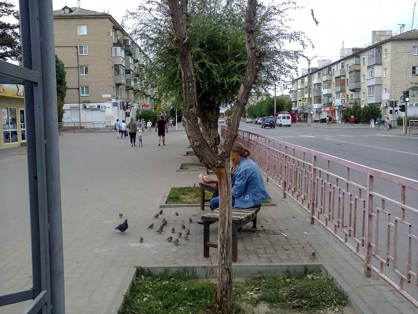 "Перестриженные» вязы на улице Ленина этого жаркого лета не выдержали, пора убирать сухостой, - камышанка