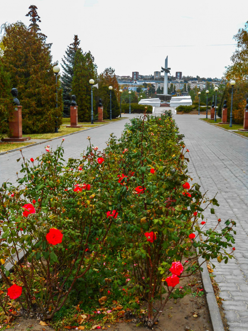 В Камышине розарии радуют горожан и в конце октября