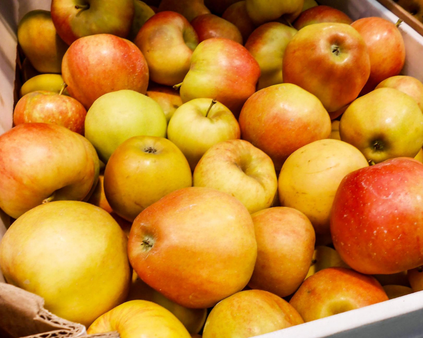 В «Садах Придонья» в Волгоградской области  и в декабре продолжают собирать невероятный урожай яблок