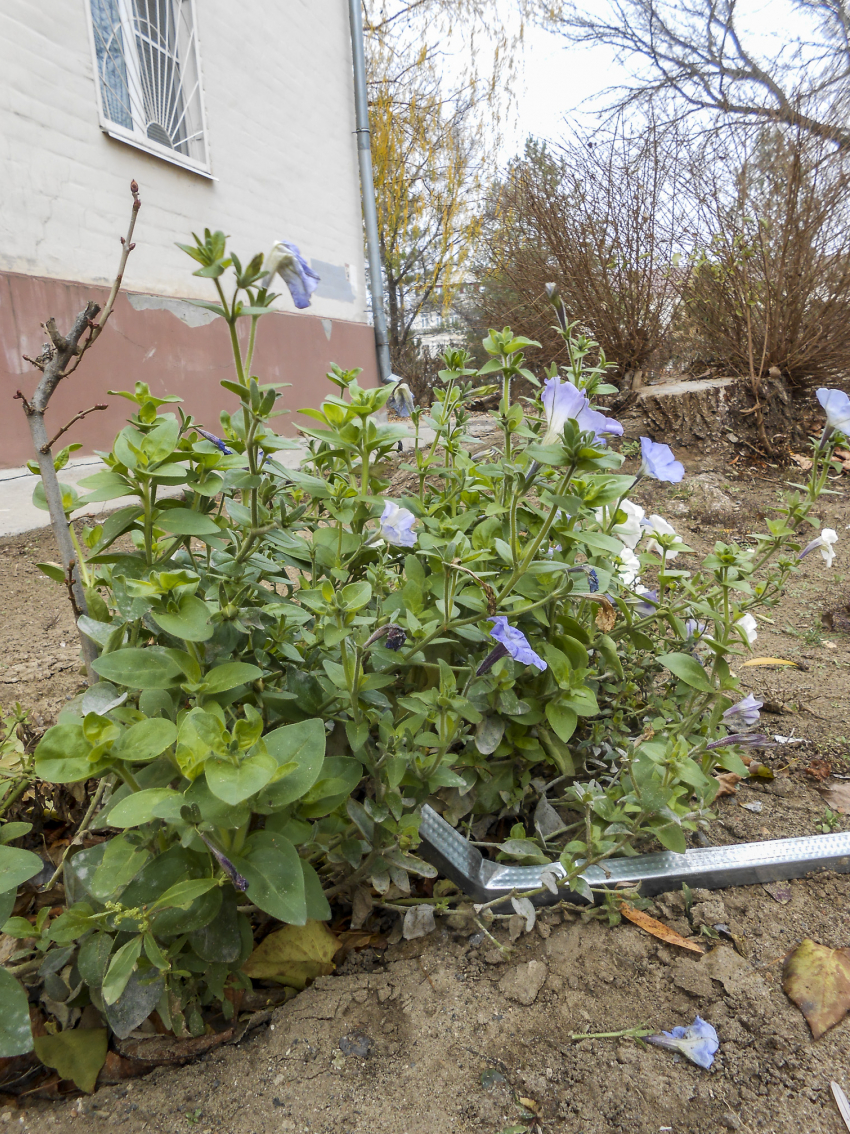 Свет, а также холодную и горячую воду будут отключать в Камышине сегодня, 4 декабря