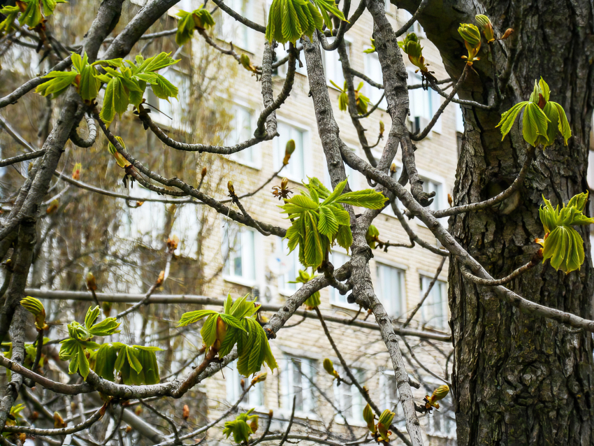 Сколько домов в Камышине оставили без света коммунальщики сегодня, 27 апреля, с половины девятого?