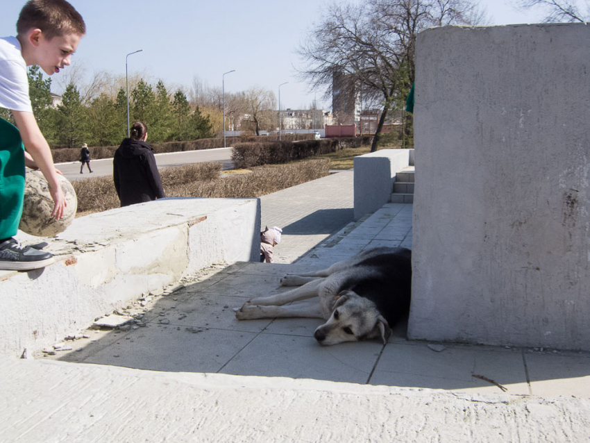 "Чиновникам важнее Волгоград в Сталинград переименовать, чем проблему с бездомными собаками решить", - политолог