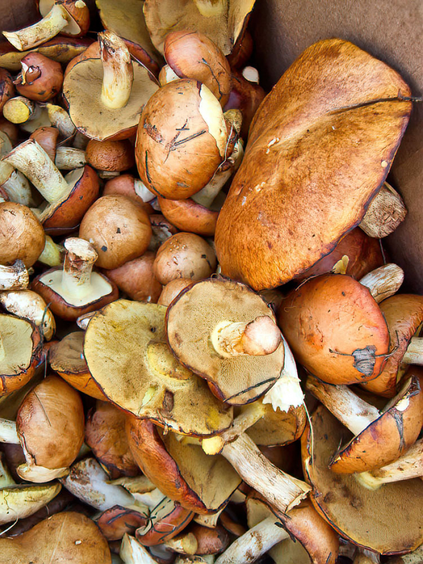 Камышинским грибникам прогулки с корзинками в сентябре не «светят» - леса по-прежнему «закрыты"