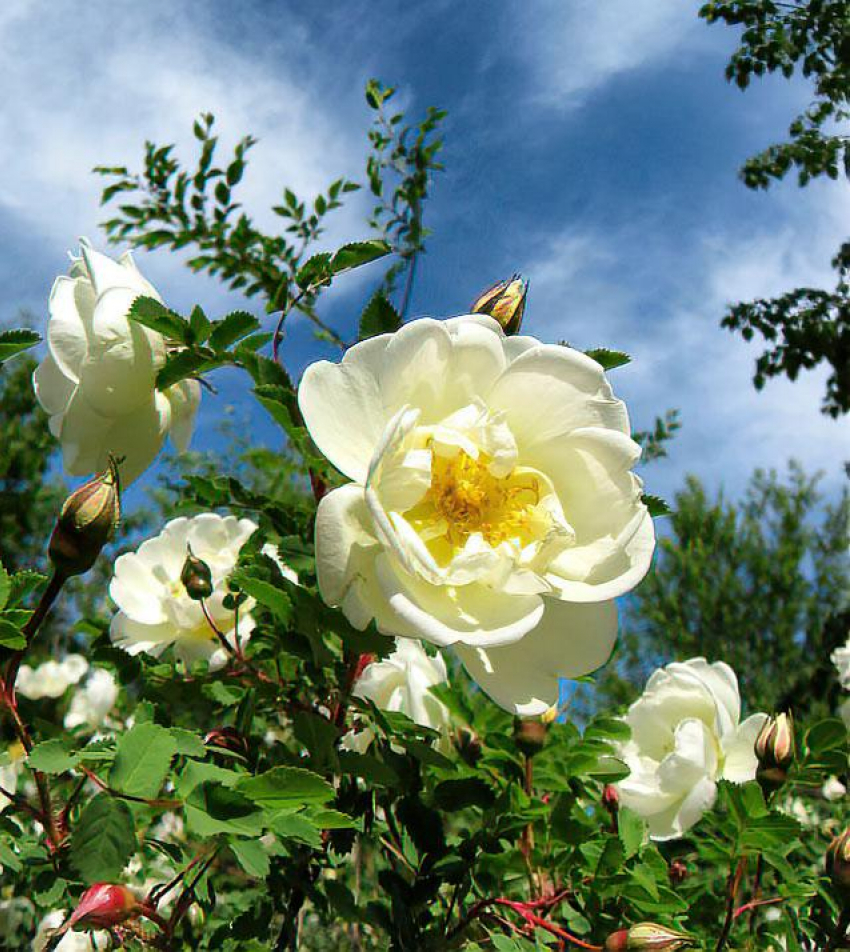 В Камышине сегодня, 17 мая, наступит лето