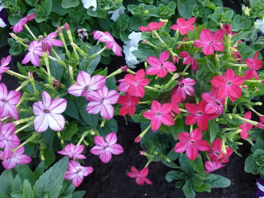 Камышин снова попадает в полосу дождей