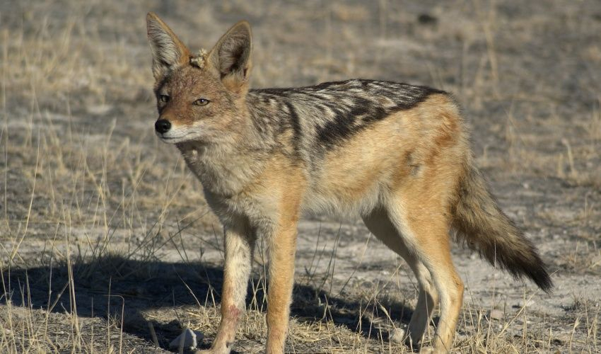 Сколько шакалов «приговорены» в Камышинском районе?