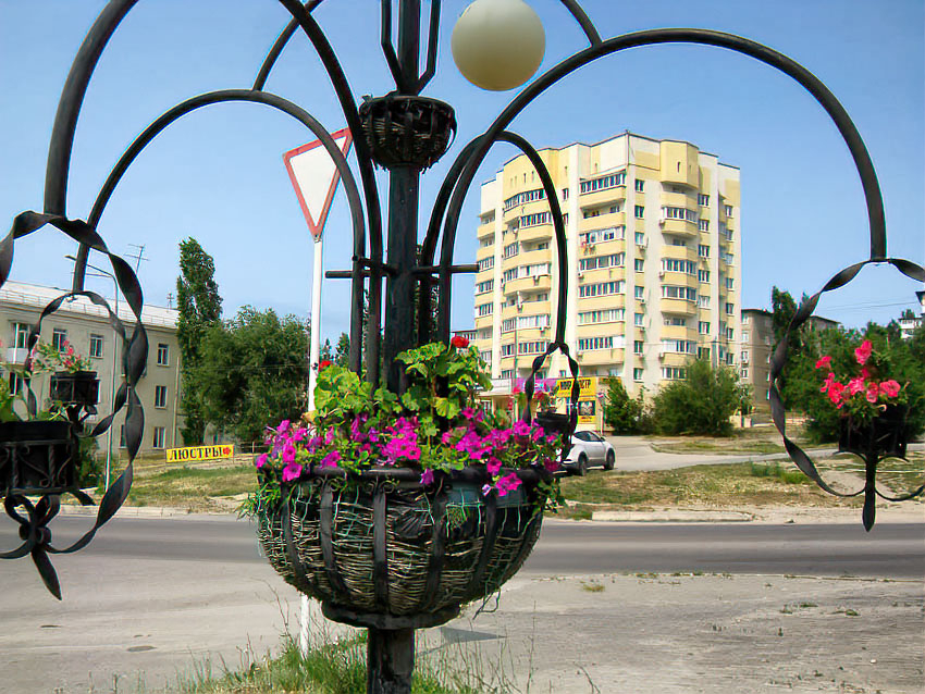 В Камышине расцвели растения в навесных вазонах