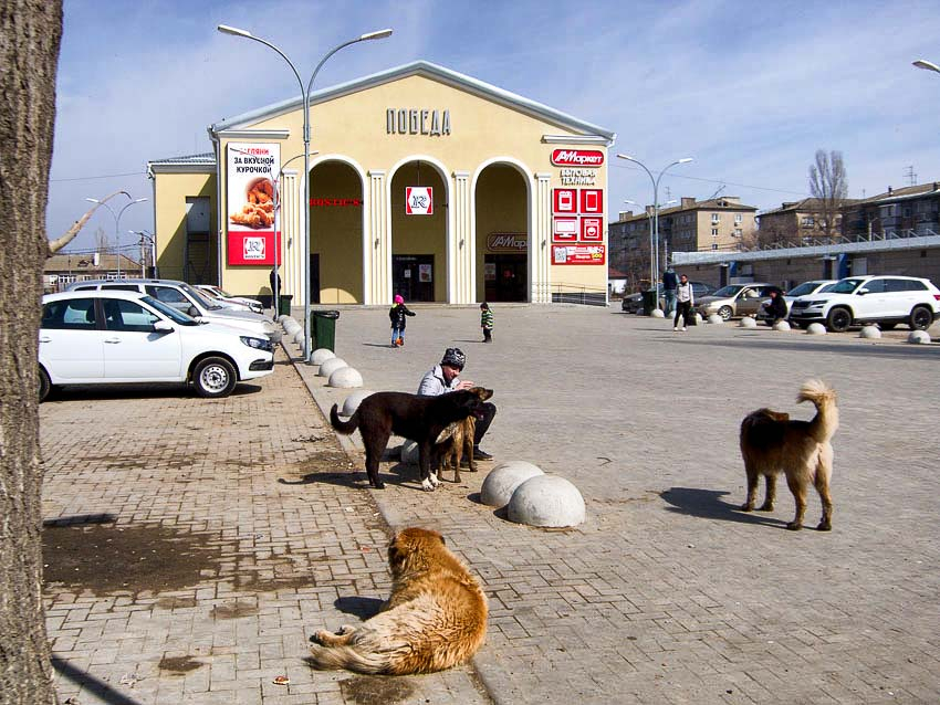 В Волгоградской области отмечен шокирующий рост искусанных бродячими псами людей