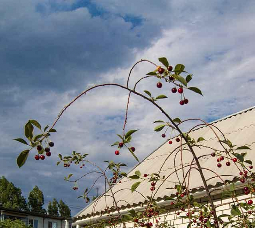 На Волгоградскую область надвигаются сильный шторм и грозовые ливни, попадет ли под них Камышин?