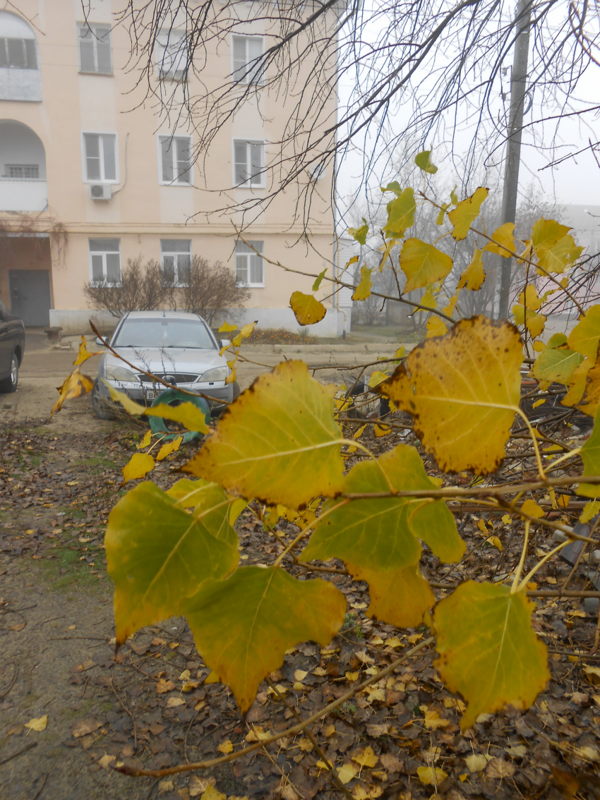 В первый день зимы температура воздуха в Камышине упала до 1 градуса мороза