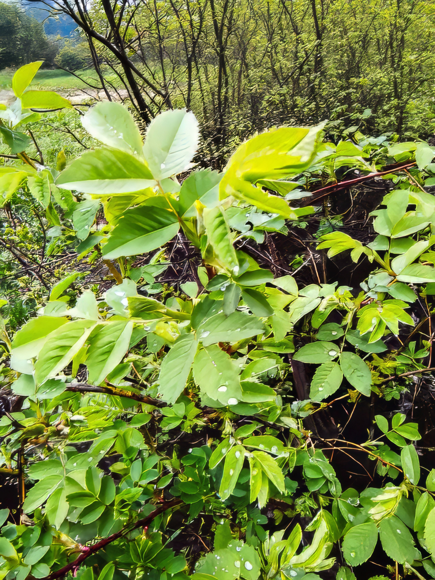Об очередной порции непогоды вечером сегодня, 24 апреля, предупредили камышан