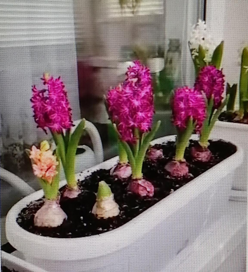 В честь кого в Камышине распустились цветы «от бога Аполлона» (ВИДЕО)