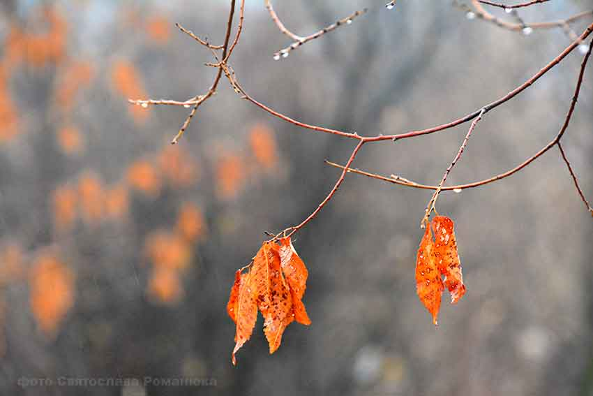 Ветер с севера-запада будет поддерживать холодную погоду в Камышине 2 ноября