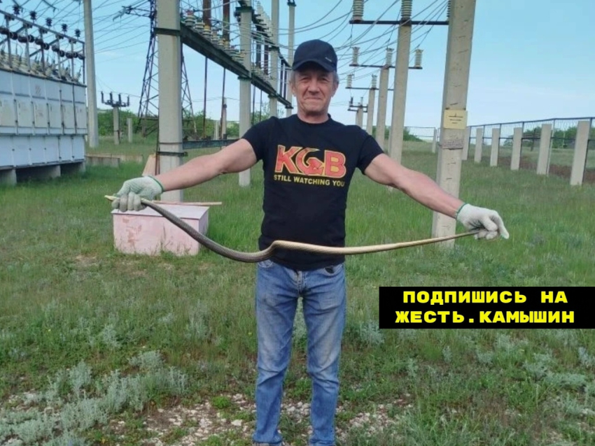 В Камышине змеи участвуют в «фотосессиях"!