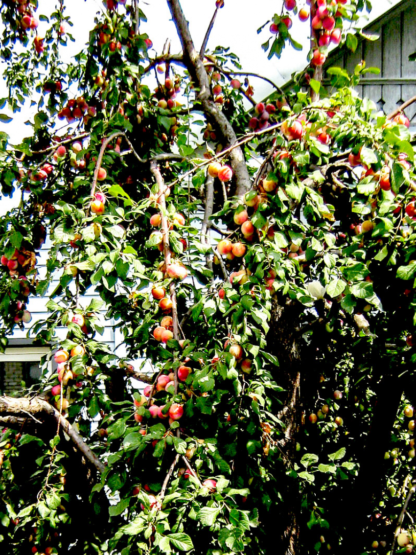 На камышинских рынках «нипочем» предлагают сливу 