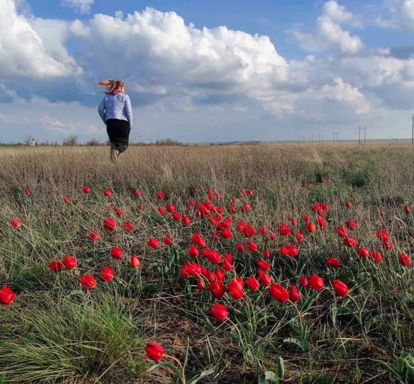 В Волгоградской области можно увидеть море полевых тюльпанов - удивительной красоты зрелище!