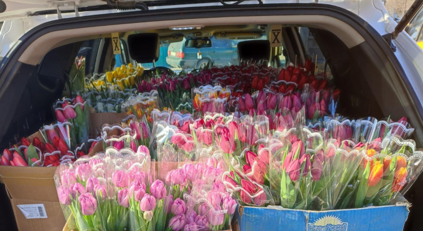 Тюльпанам, выращенным камышинскими предпринимателями-цветоводами, по свежести сегодня нет равных