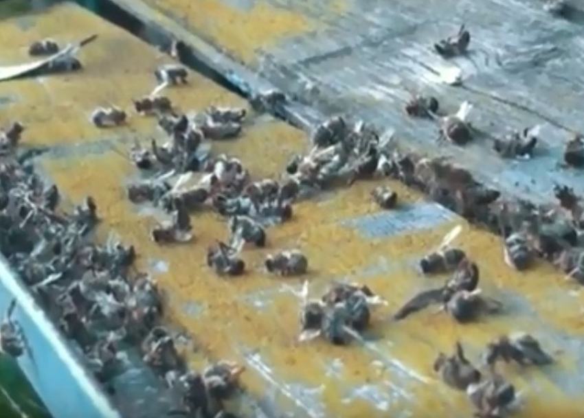 Трупы пчел и отчаяние пчеловодов стали последствием обработки полей в Волгоградской области