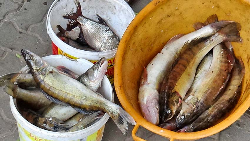 Съешь рыбу с описторхозом - а потом описторхоз съест твою печень