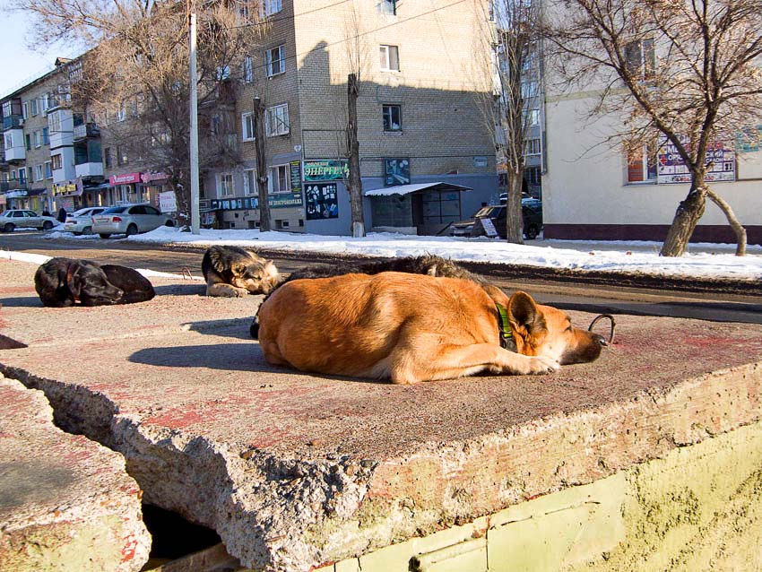 И как прикажете вести ребенка в детскую больницу сквозь лежбище бродячих собак? - камышанка