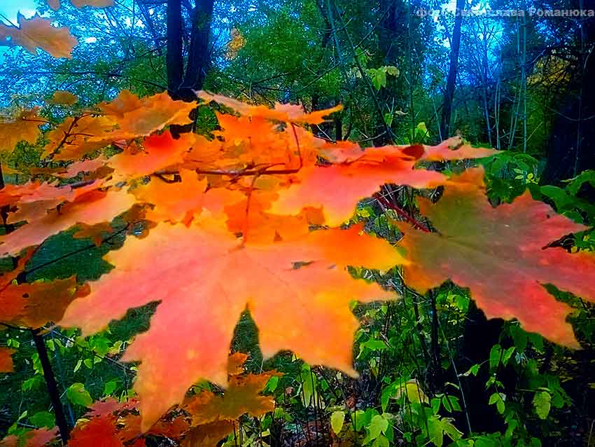 В Камышине южный ветер не даст снизиться температуре ниже +10-ти, даже несмотря на короткие дожди