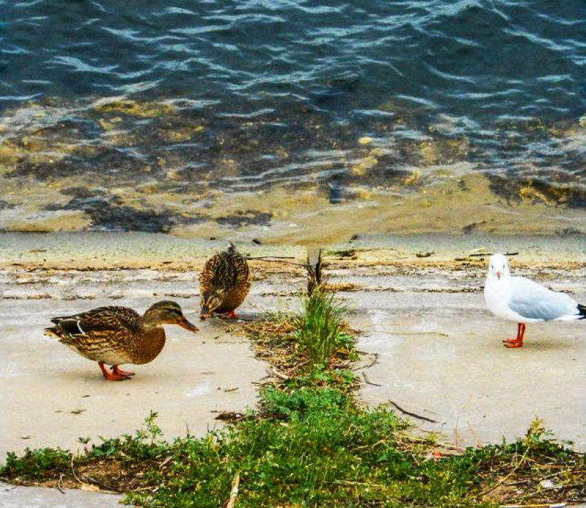 Тепло и ветрено: погода в Камышине 18 октября