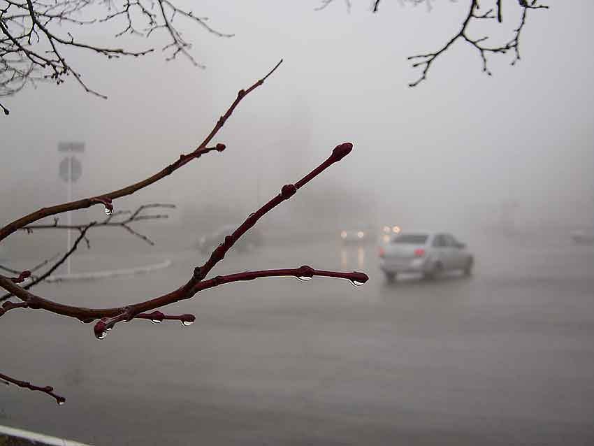 В последние дни зимы Камышин накрыли дожди и туманы