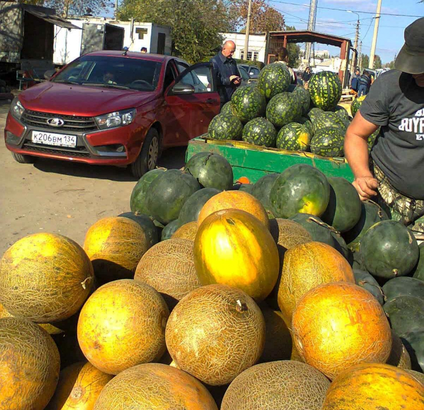 В Камышине начали предлагать покупателям по 10 рублей не только арбузы, но и дыни