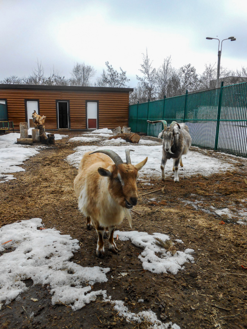 Питомцы камышинского мини-зоосада вышли на прогулки после зимовки упитанными