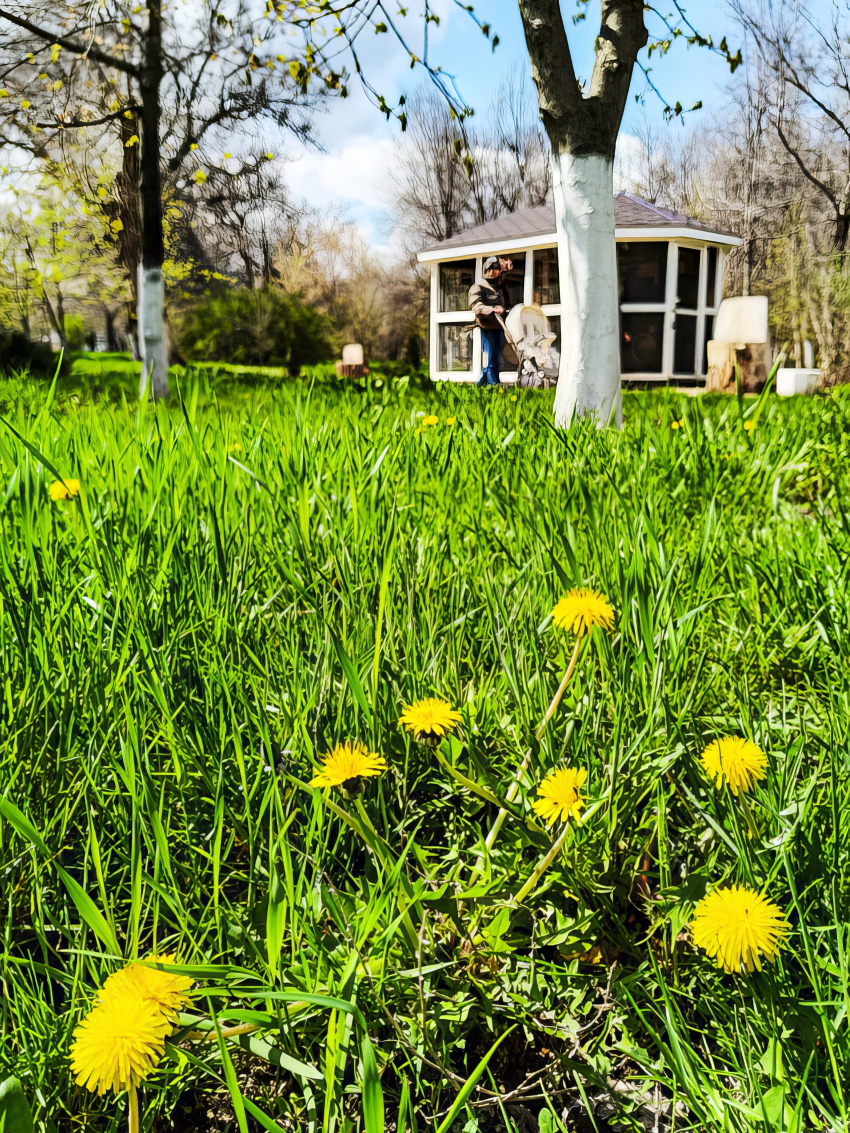 Почему в Камышине белок в парке не отпускают на свободу, а держат взаперти? - камышанкка