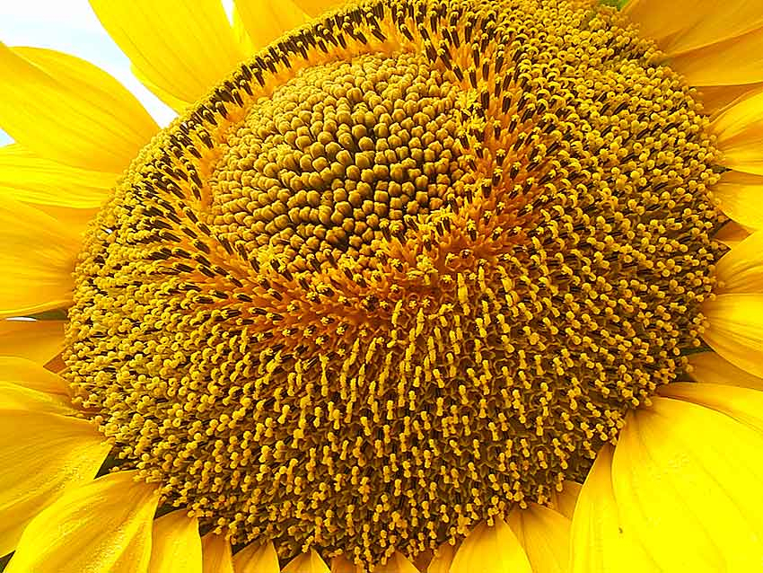 В Волгоградской области аграрии «сосредоточатся» на подсолнечнике