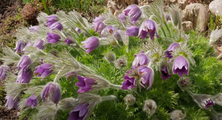 Выживет ли в Камышинском районе краснокнижная сон-трава, от которой хмелеют даже медведи?