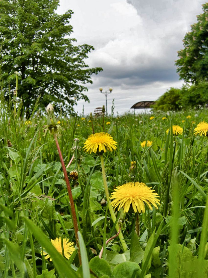 Среда 14 мая будет в Камышине дождливой
