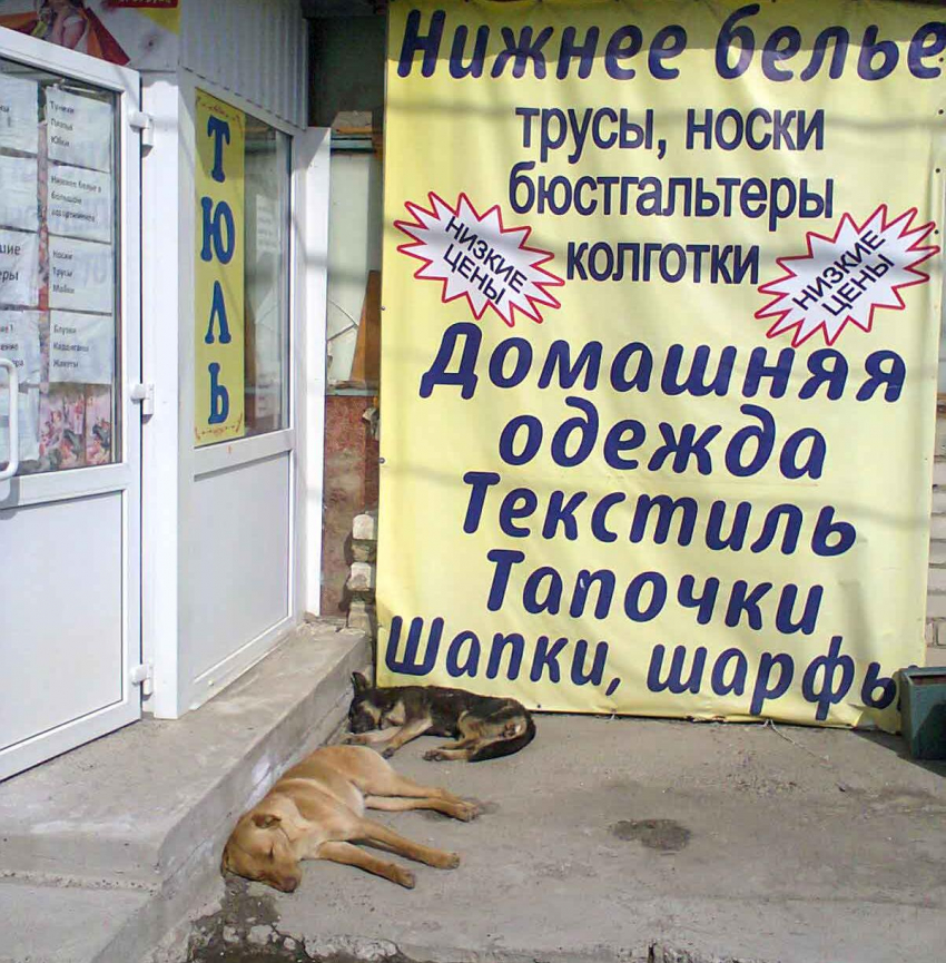 Камышинских бездомных псов дополнительно обещают охватить стерилизацией на безвозмездной основе