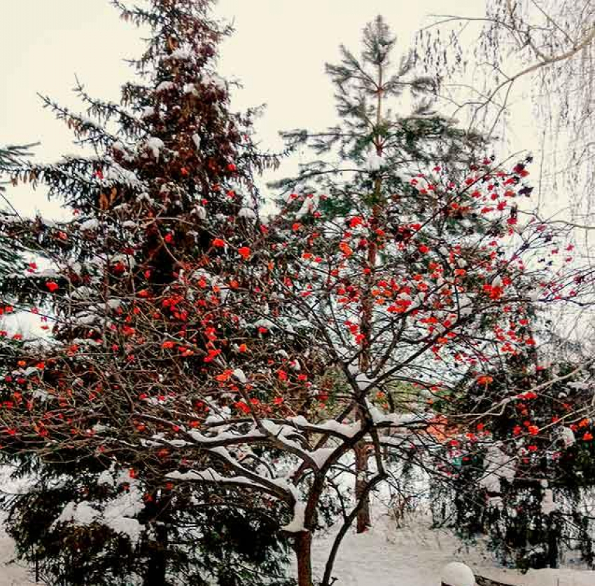 В Камышине наступившее 14 декабря объявлено днем снега при нормальном атмосферном давлении
