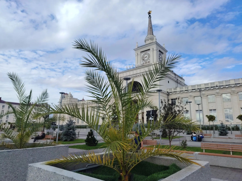 Аудиторы заинтересовались пальмами у железнодорожного вокзала в Волгограде
