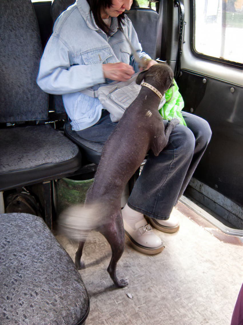 Камышанам напомнили, что по закону захоранивать собак и кошек в земле теперь запрещено