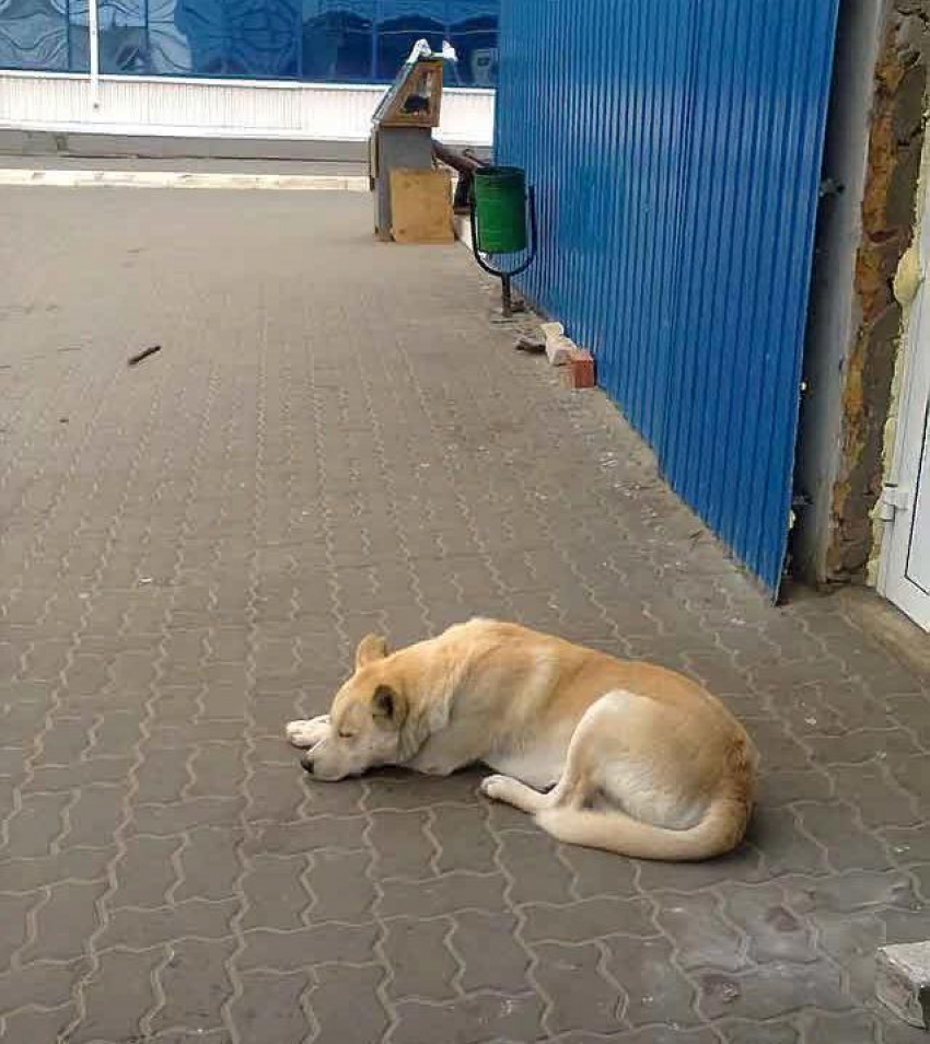 Камышинская городская дума попросила у областной думы денег на бездомных собак