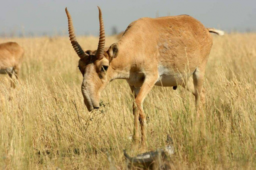 Во сколько суд оценил черепа сайгаков с рогами в Волгоградской области