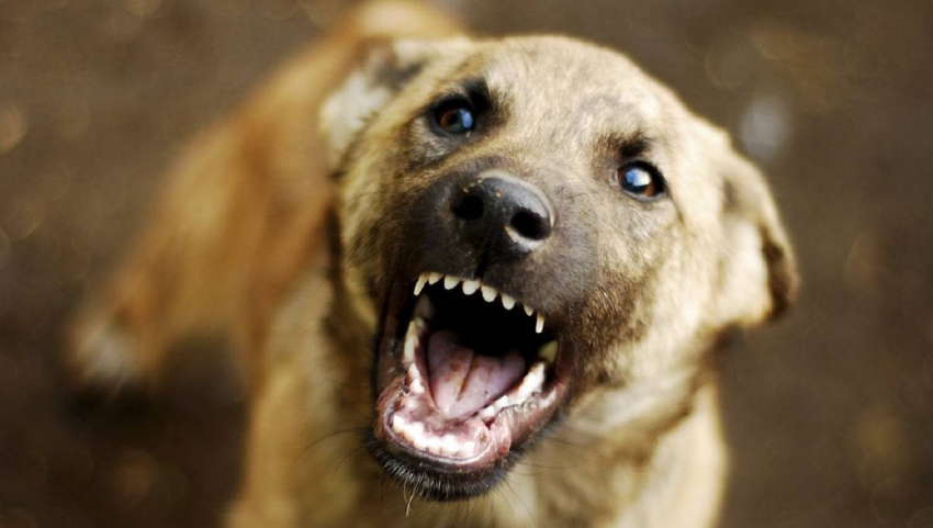 В Камышине девочку, которую покусала бродячая собака, медики ЦГБ отказались привить от заражения бешенством из-за отсутствия вакцины